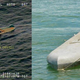 Illustration for article titled Unmasking The Columbia Rivers Mysterious Stealth Boats